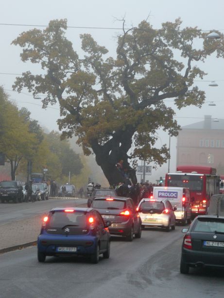 TV-eken