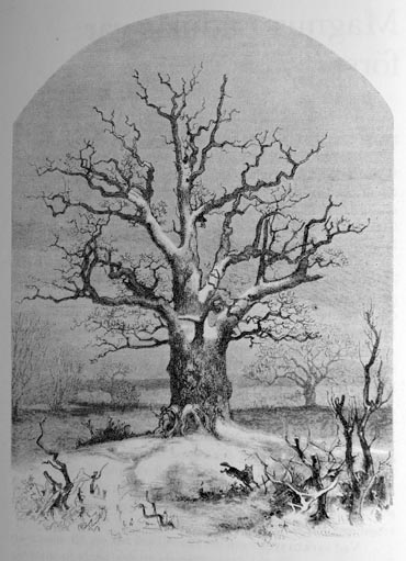 TV-eken 1870